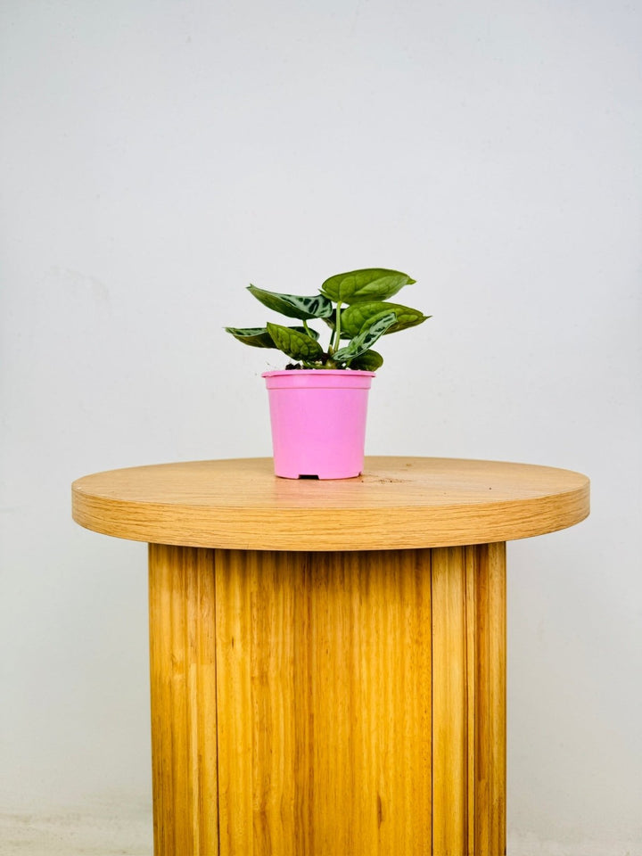 Anthurium Crystallinum Dorayaki Silver | Uprooted