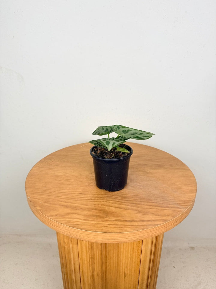 Anthurium Crystallinum Dorayaki Silver | Uprooted