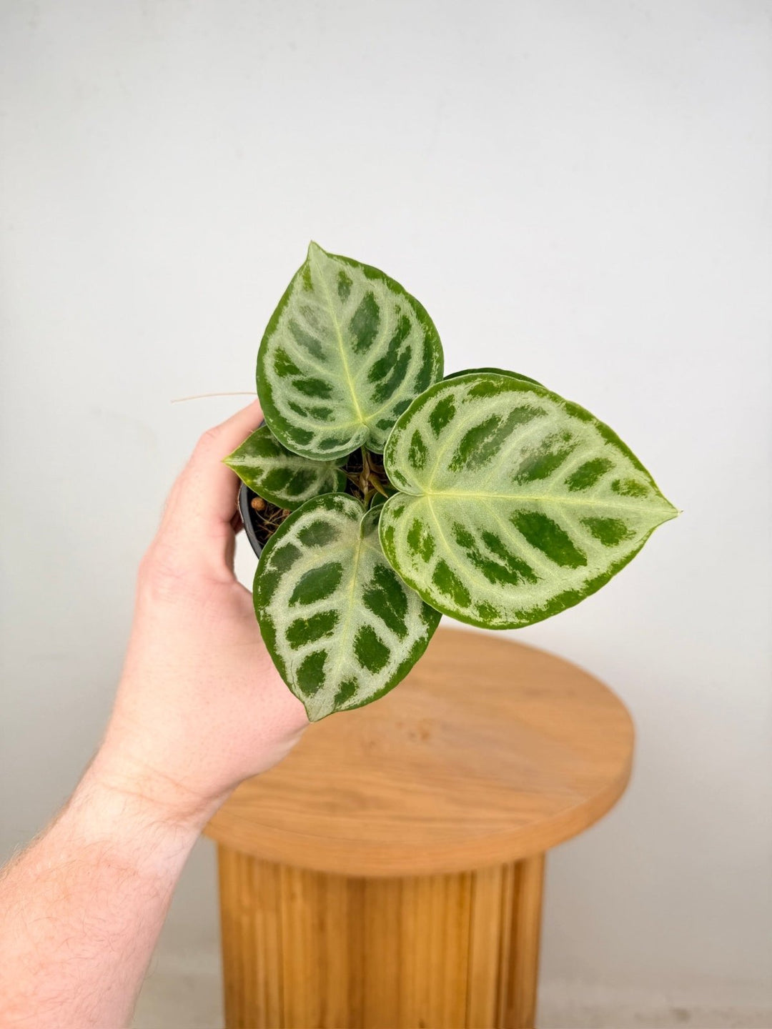 Anthurium Crystallinum Dorayaki Silver | Uprooted
