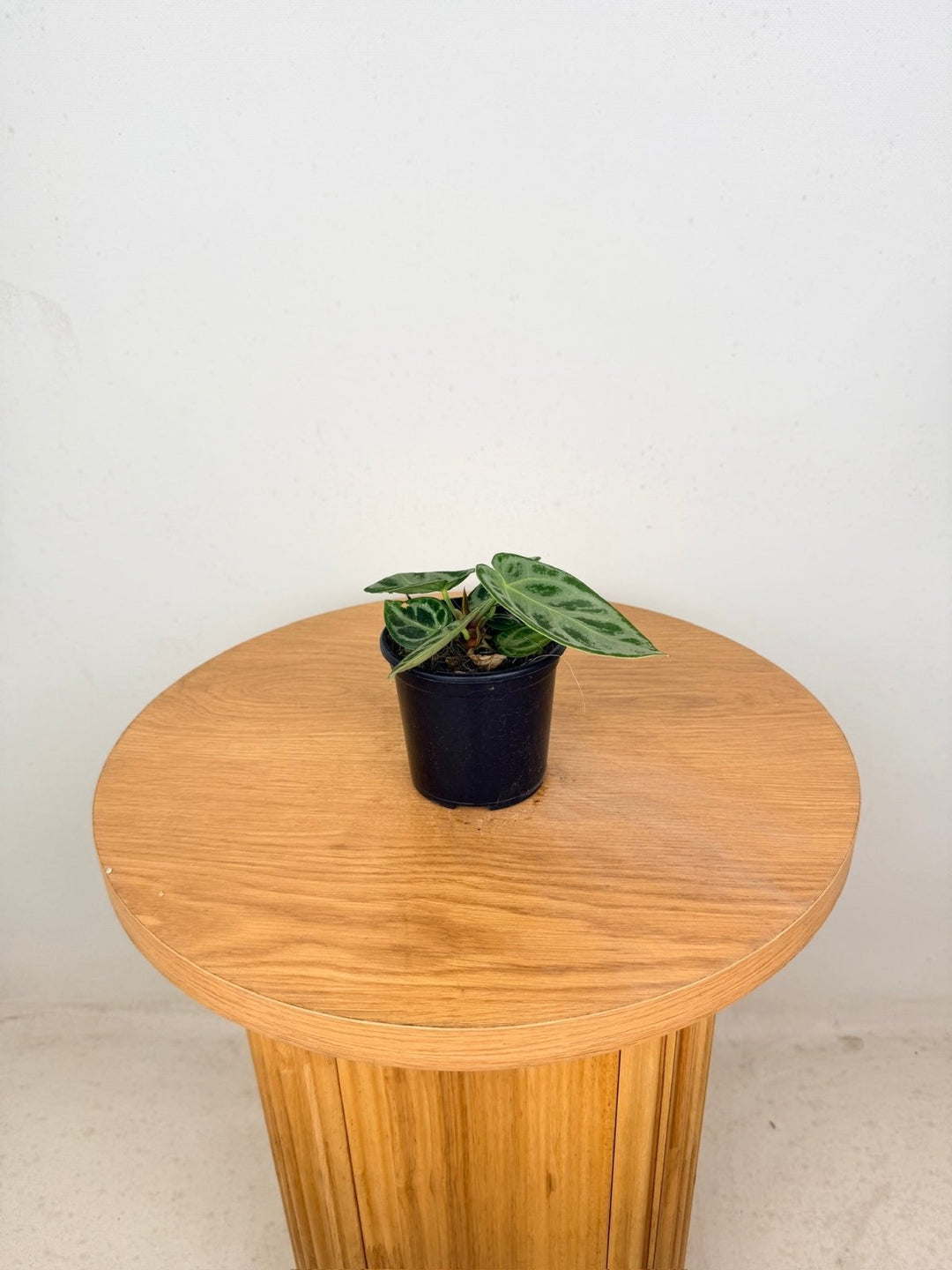 Anthurium Crystallinum Dorayaki Silver | Uprooted