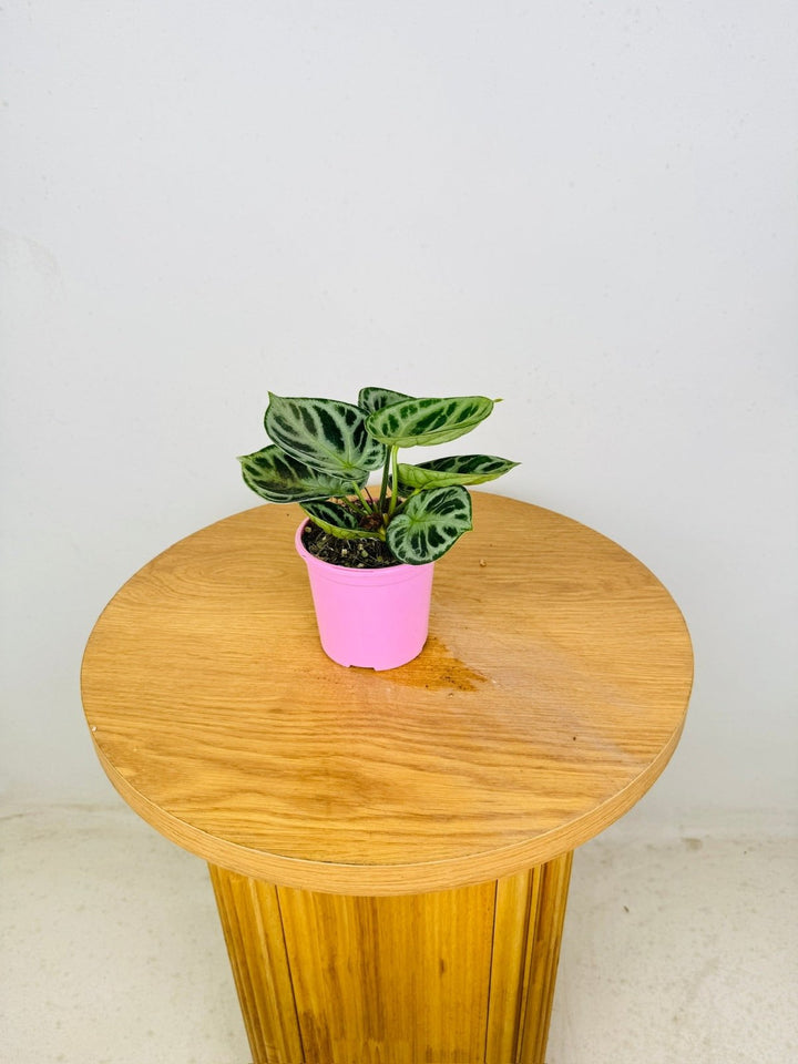 Anthurium Crystallinum Dorayaki Silver | Uprooted