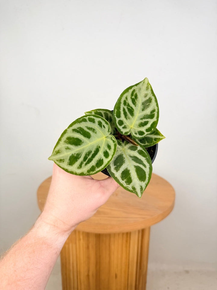 Anthurium Crystallinum Dorayaki Silver | Uprooted