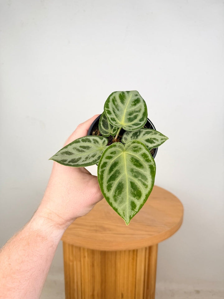 Anthurium Crystallinum Dorayaki Silver | Uprooted