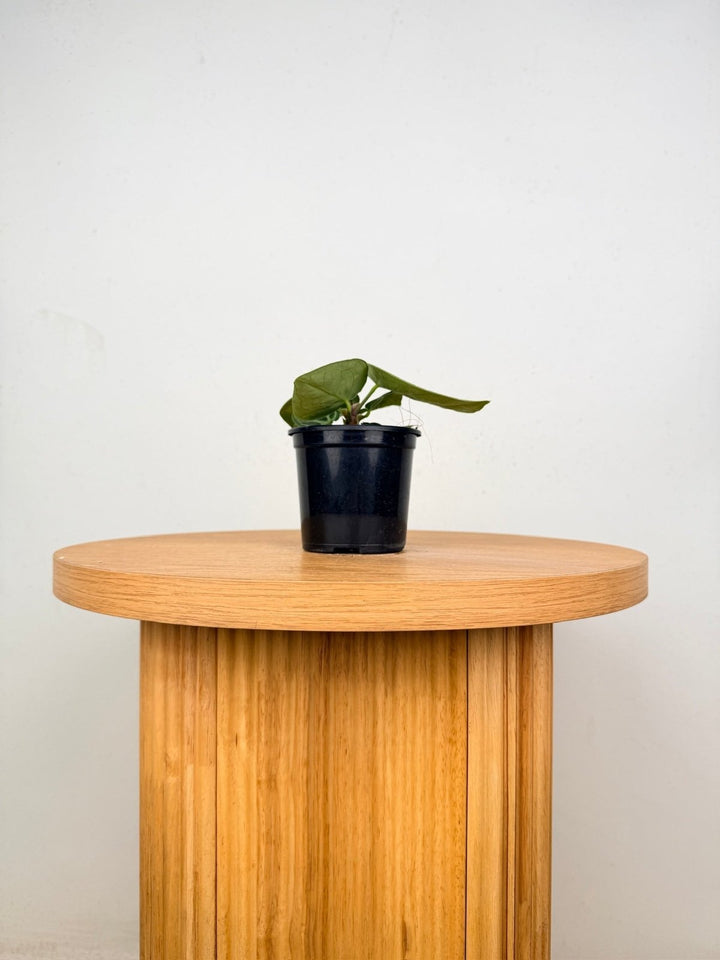 Anthurium Crystallinum Dorayaki Silver | Uprooted