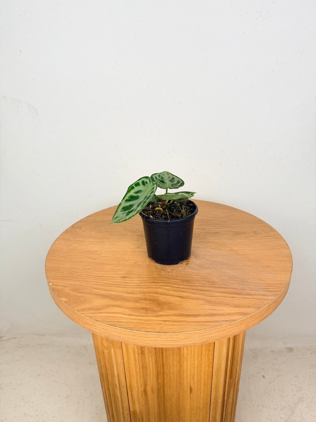 Anthurium Crystallinum Dorayaki Silver | Uprooted