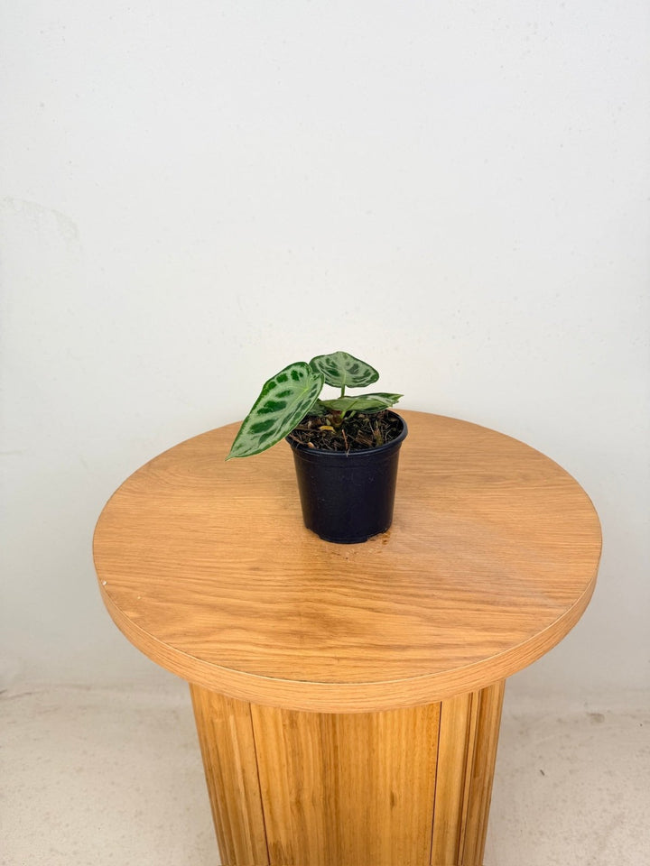 Anthurium Crystallinum Dorayaki Silver | Uprooted