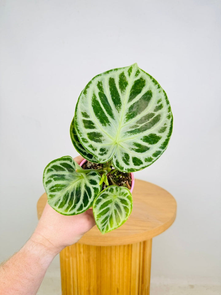 Anthurium Crystallinum Dorayaki Silver | Uprooted