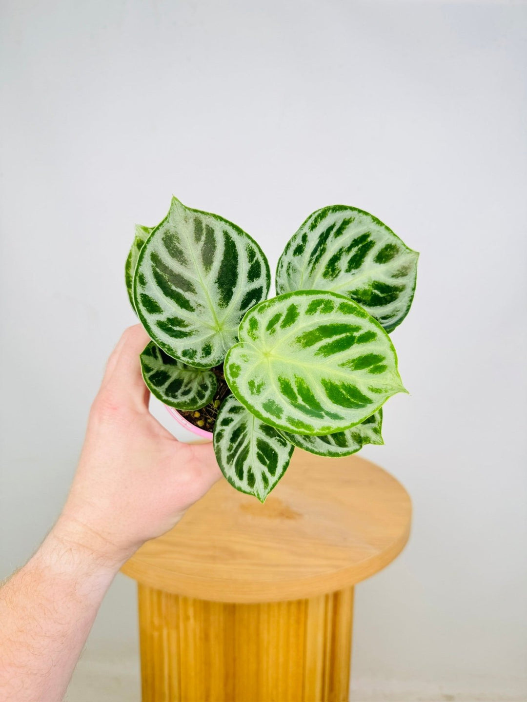 Anthurium Crystallinum Dorayaki Silver | Uprooted