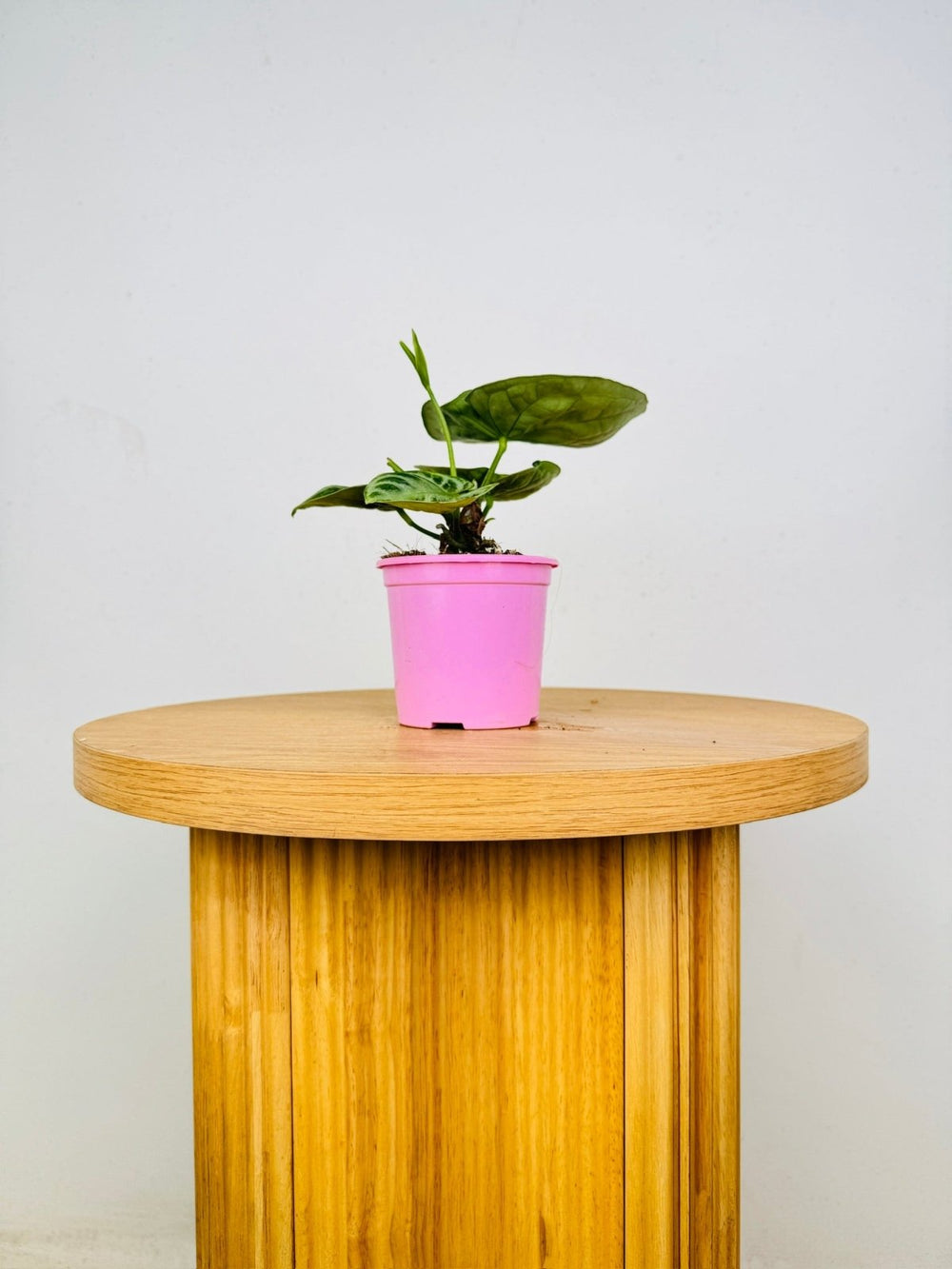 Anthurium Crystallinum Dorayaki Silver | Uprooted