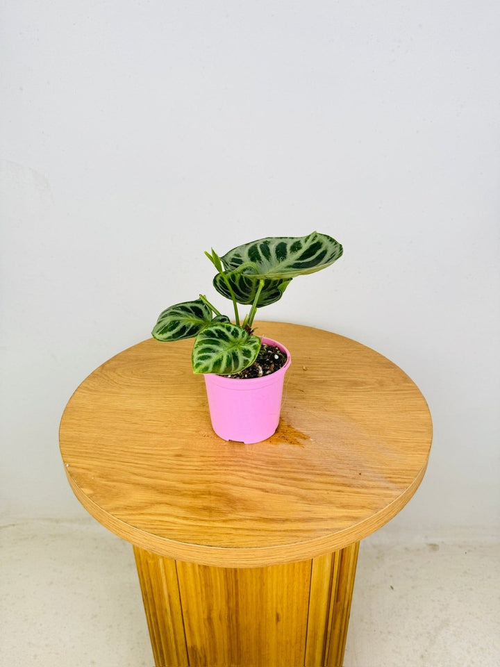 Anthurium Crystallinum Dorayaki Silver | Uprooted