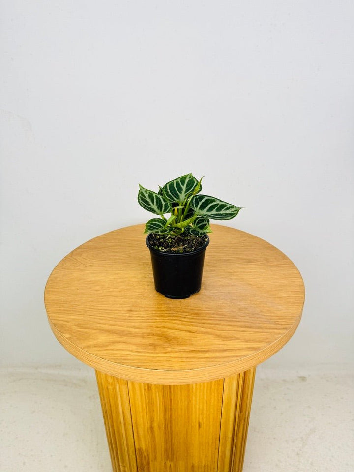 Anthurium Crystallinum Dorayaki | Uprooted