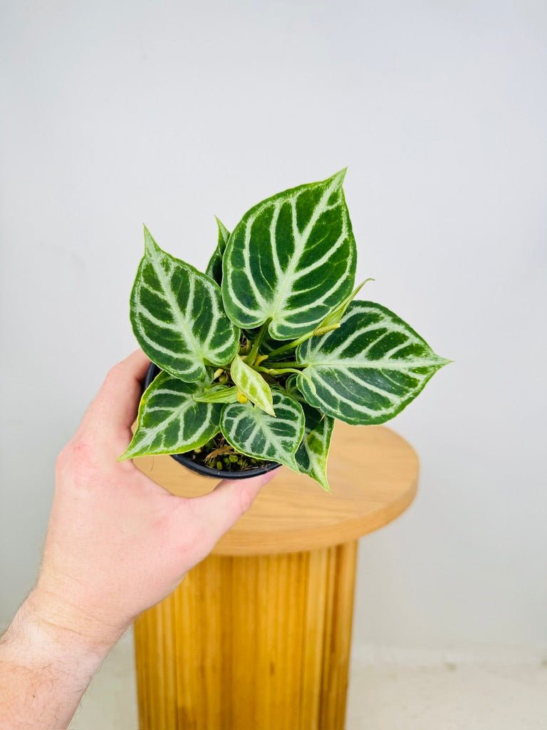 Anthurium Crystallinum Dorayaki | Uprooted