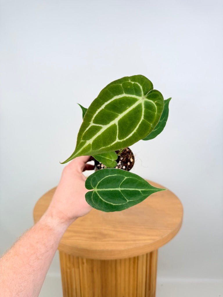Anthurium Crystallinum Hope x Velvet Hybrid Round Form | Uprooted
