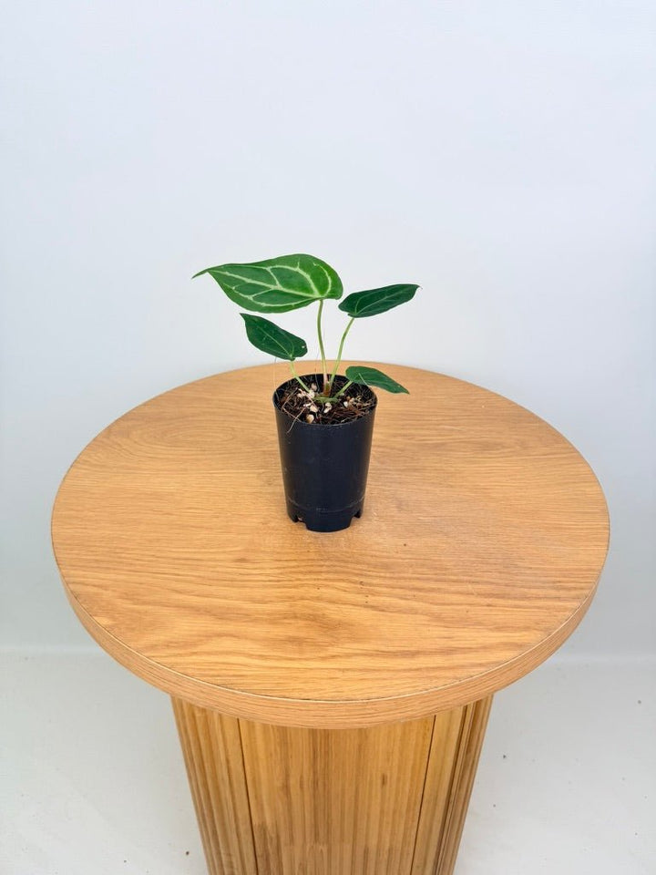 Anthurium Crystallinum Hope x Velvet Hybrid Round Form | Uprooted