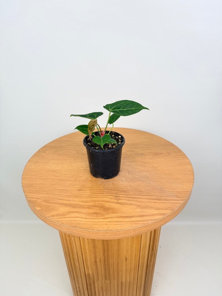 Anthurium Crystallinum Hope x Velvet Hybrid Round Form | Uprooted