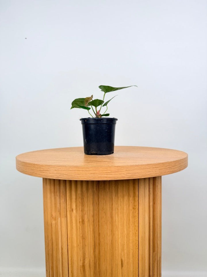 Anthurium Crystallinum Hope x Velvet Hybrid Round Form | Uprooted