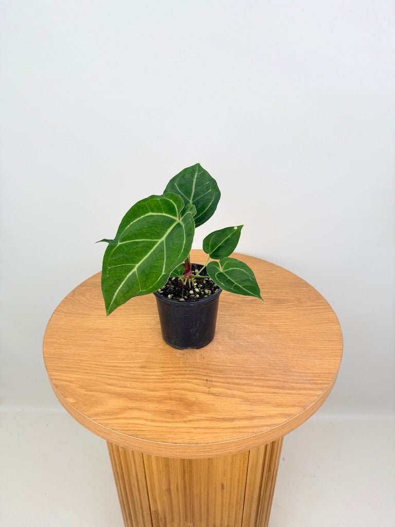 Anthurium Crystallinum Hope x Velvet Hybrid Round Form | Uprooted