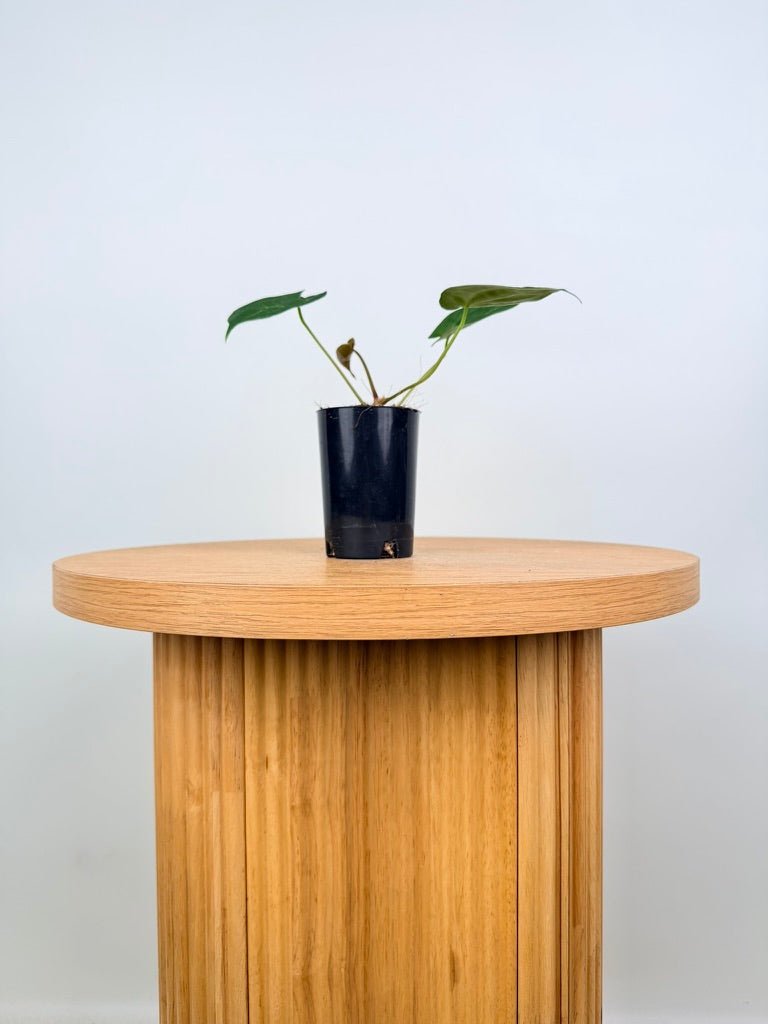 Anthurium Crystallinum Hope x Velvet Hybrid Round Form | Uprooted