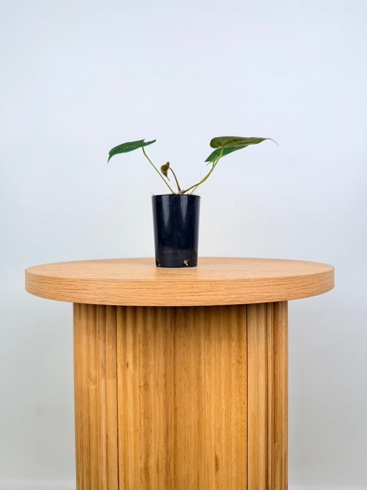 Anthurium Crystallinum Hope x Velvet Hybrid Round Form | Uprooted