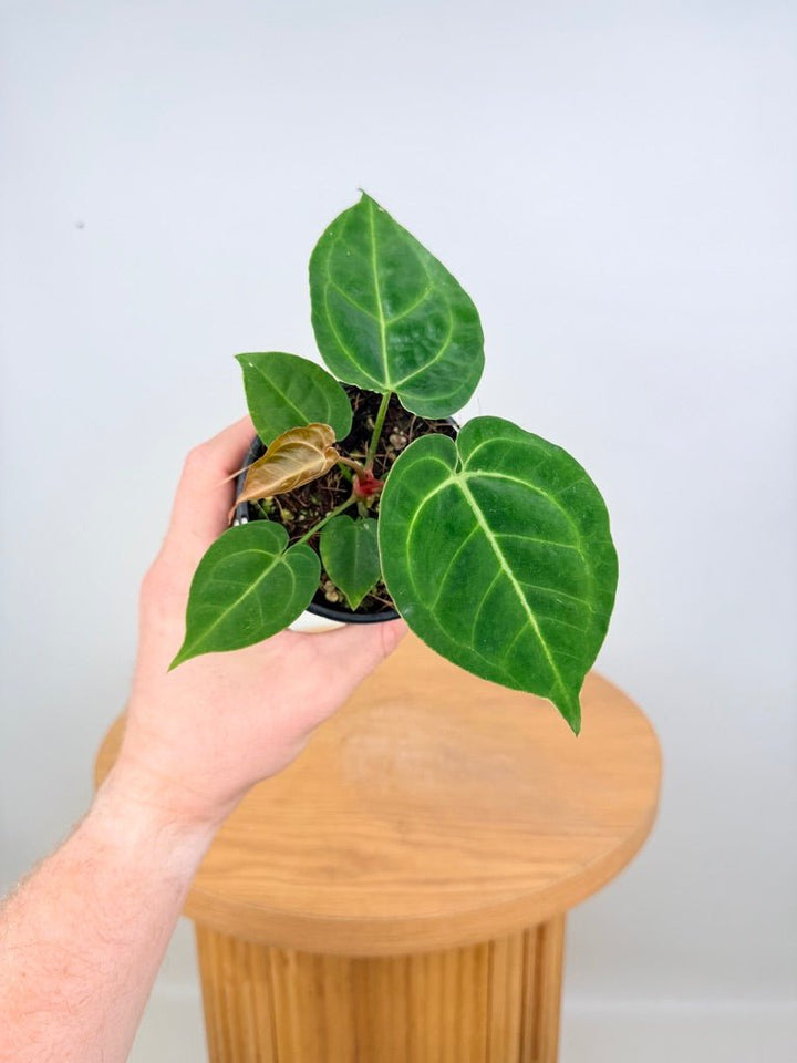 Anthurium Crystallinum Hope x Velvet Hybrid Round Form | Uprooted
