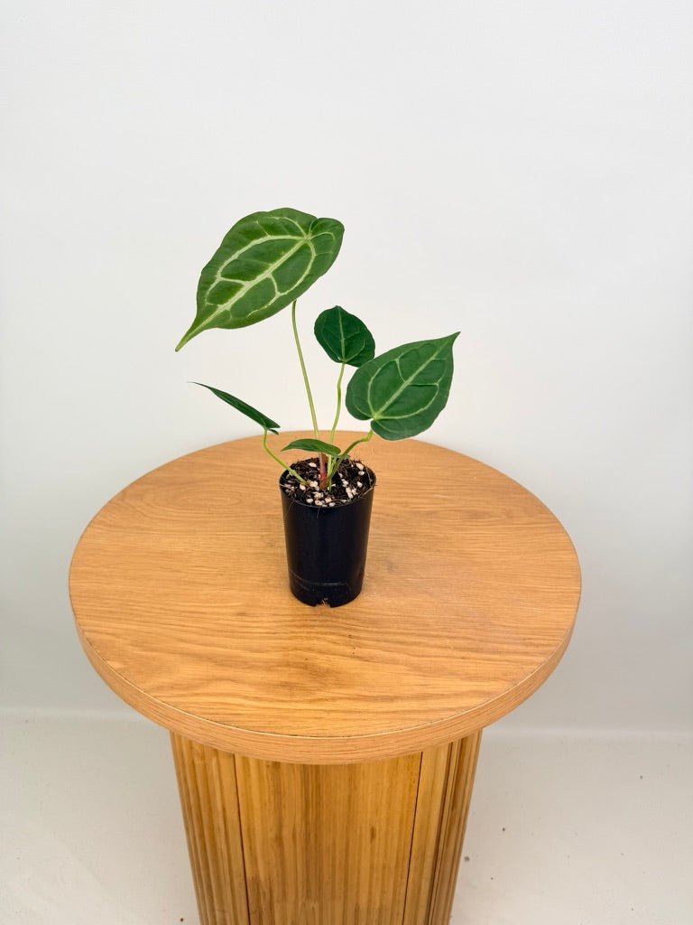 Anthurium Crystallinum Hope x Velvet Hybrid Round Form | Uprooted