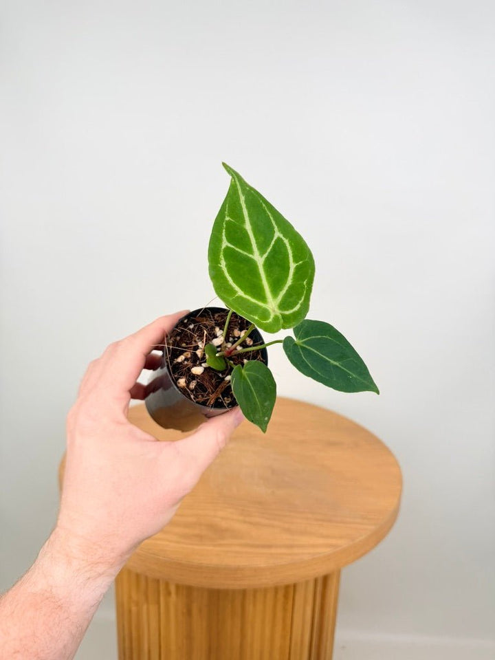 Anthurium Crystallinum Hope x Velvet Hybrid Round Form | Uprooted