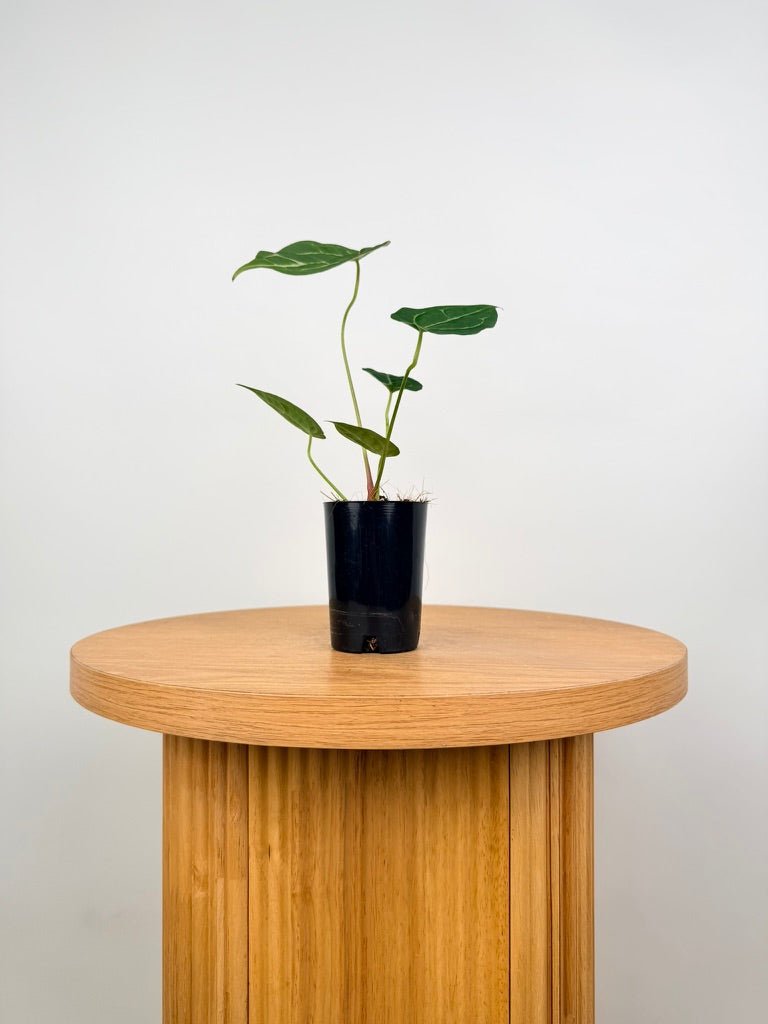 Anthurium Crystallinum Hope x Velvet Hybrid Round Form | Uprooted