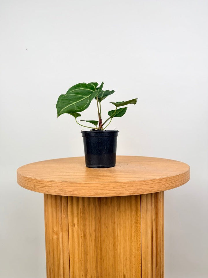 Anthurium Crystallinum Hope x Velvet Hybrid Round Form | Uprooted