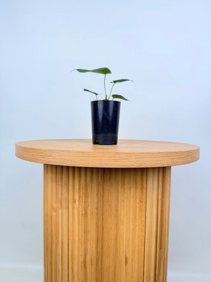 Anthurium Crystallinum Hope x Velvet Hybrid Round Form | Uprooted