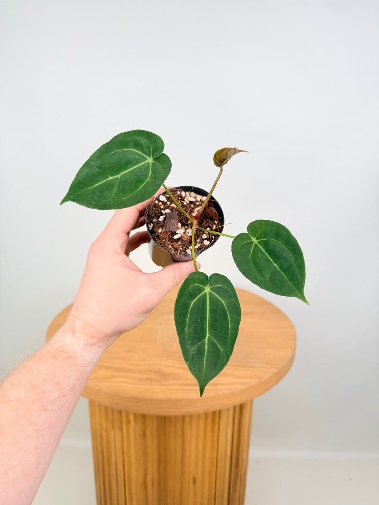 Anthurium Crystallinum Hope x Velvet Hybrid Round Form | Uprooted