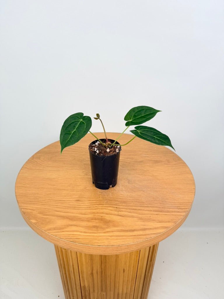 Anthurium Crystallinum Hope x Velvet Hybrid Round Form | Uprooted