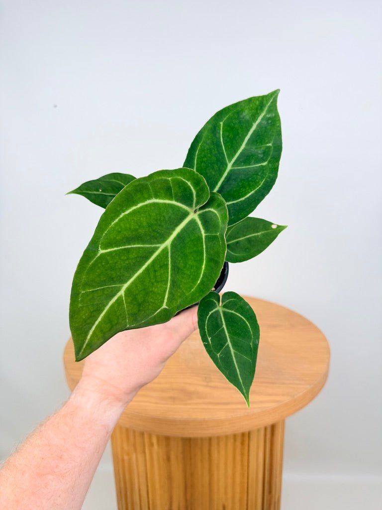 Anthurium Crystallinum Hope x Velvet Hybrid Round Form | Uprooted