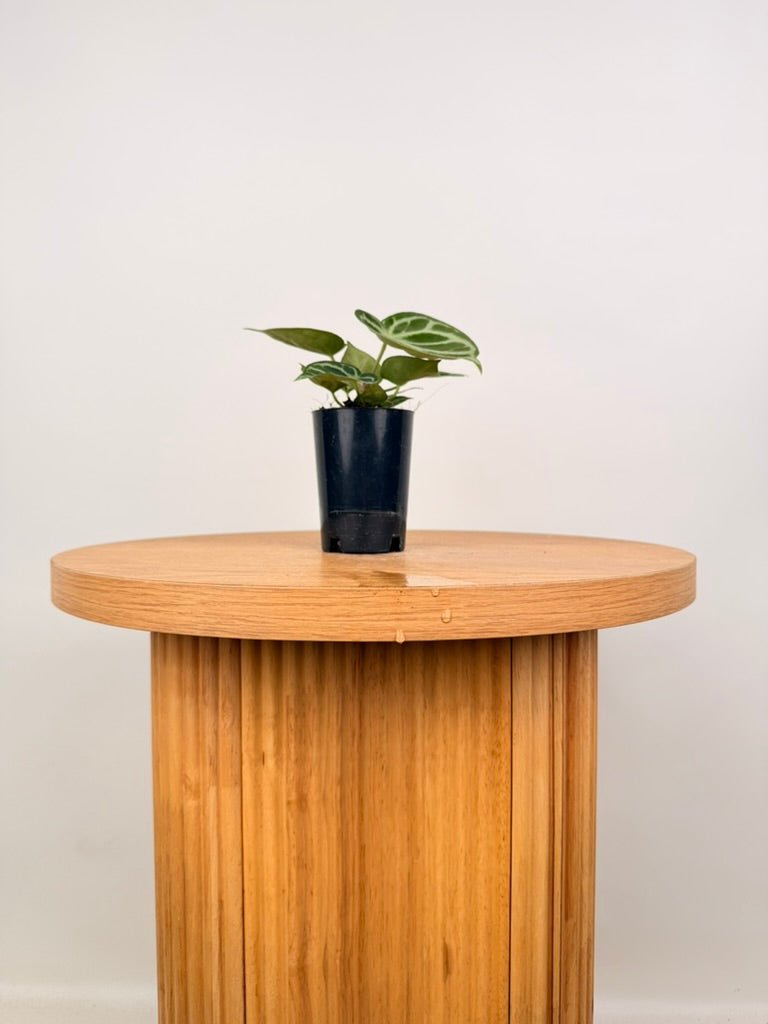 Anthurium Crystallinum [Possibly Dorayaki] - Imperfect Foliage | Uprooted