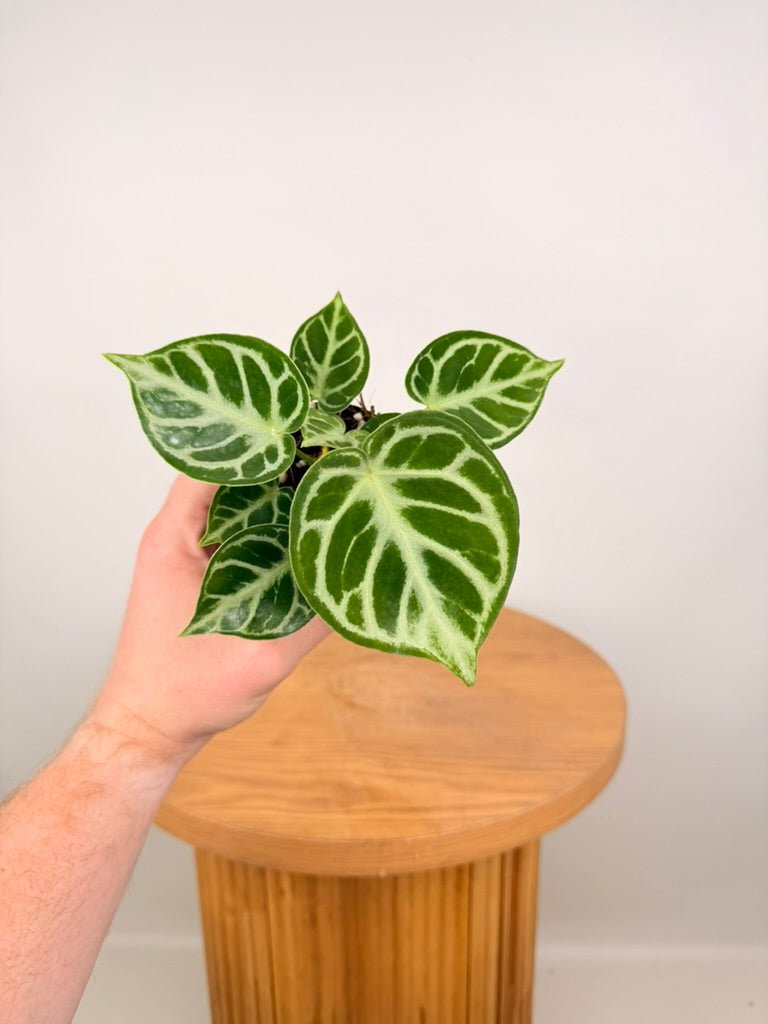 Anthurium Crystallinum [Possibly Dorayaki] - Imperfect Foliage | Uprooted