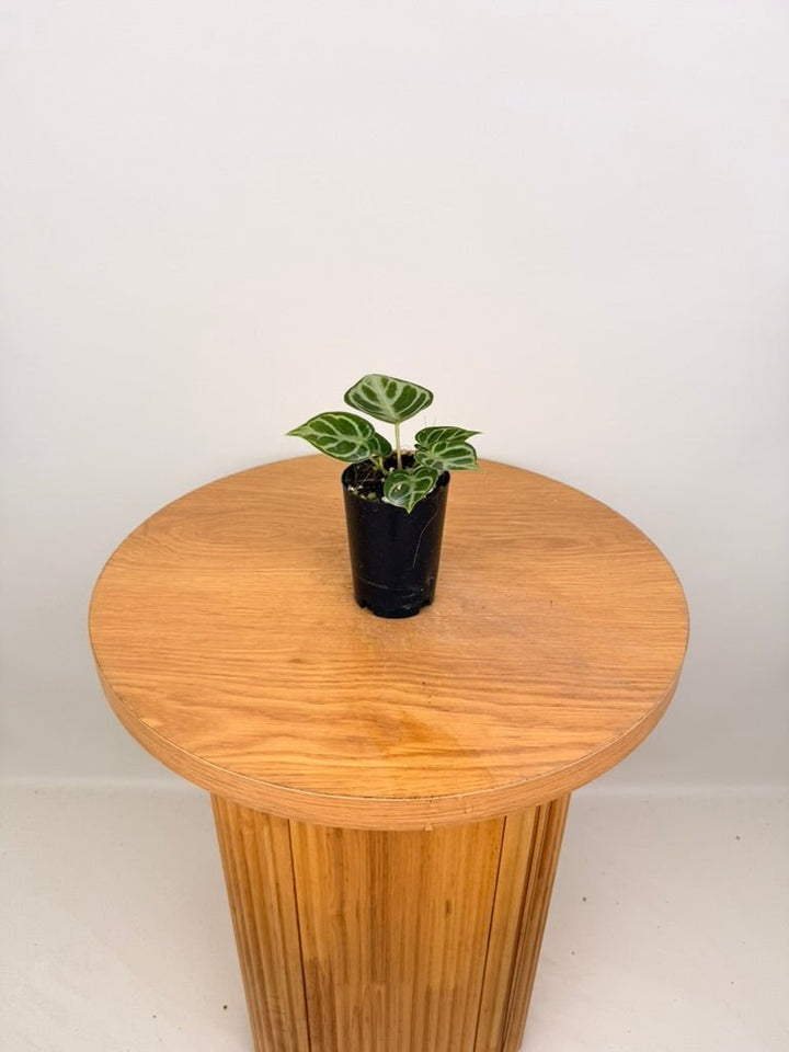 Anthurium Crystallinum [Possibly Dorayaki] - Imperfect Foliage | Uprooted