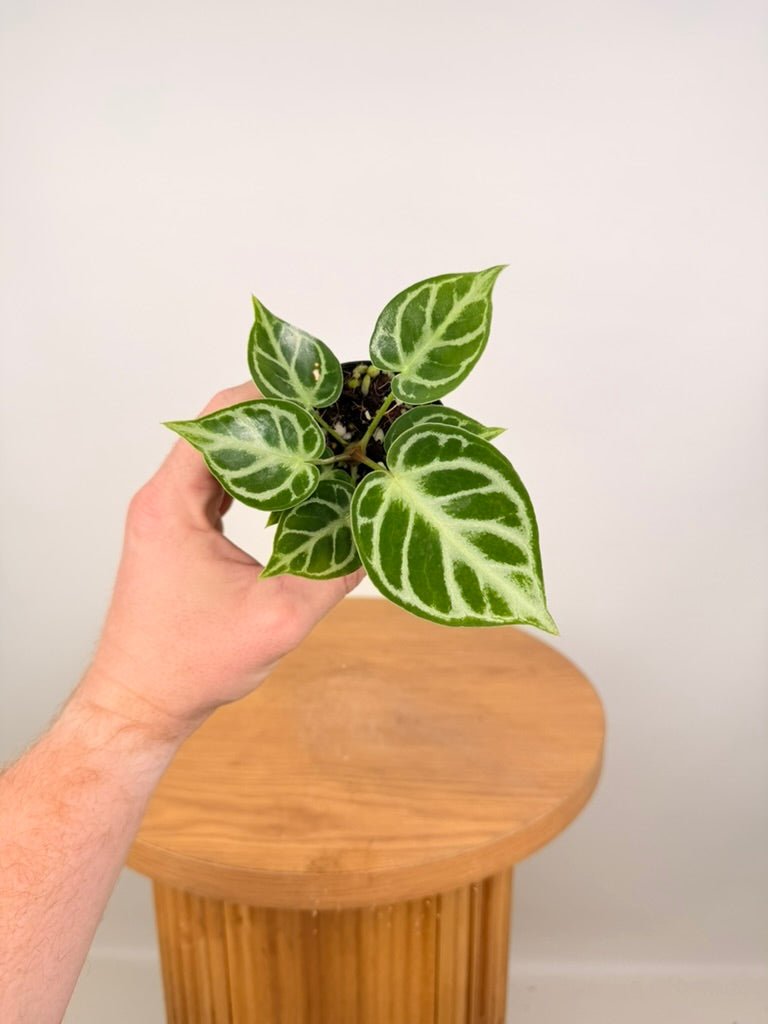 Anthurium Crystallinum [Possibly Dorayaki] - Imperfect Foliage | Uprooted