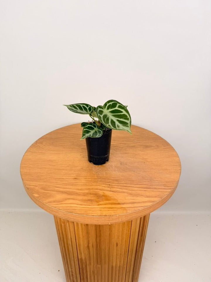 Anthurium Crystallinum [Possibly Dorayaki] - Imperfect Foliage | Uprooted