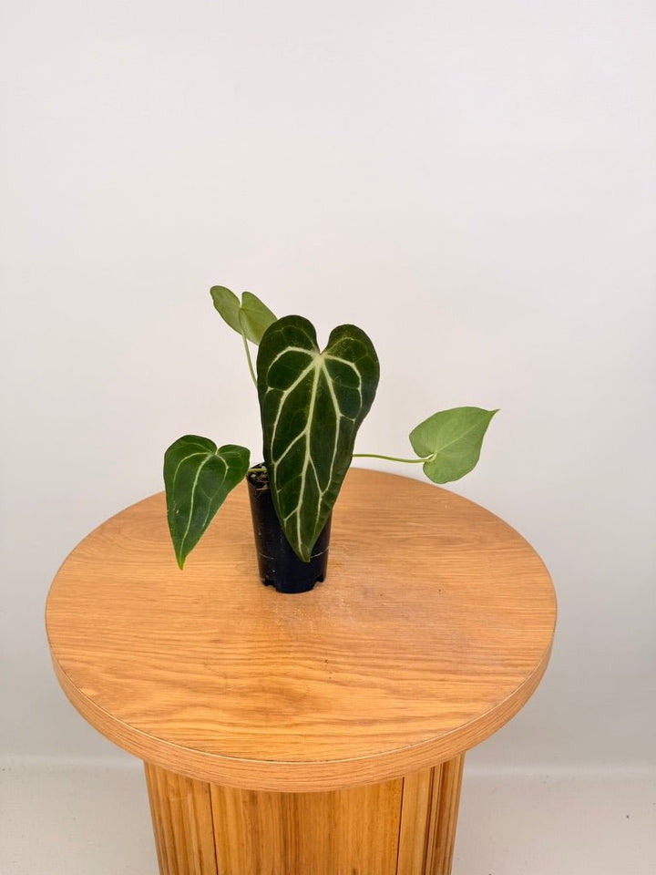 Anthurium Crystallinum X Anthurium NOID | Uprooted
