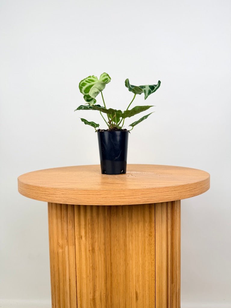 Anthurium Crystallinum X Hope | Uprooted