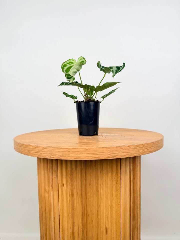 Anthurium Crystallinum X Hope | Uprooted
