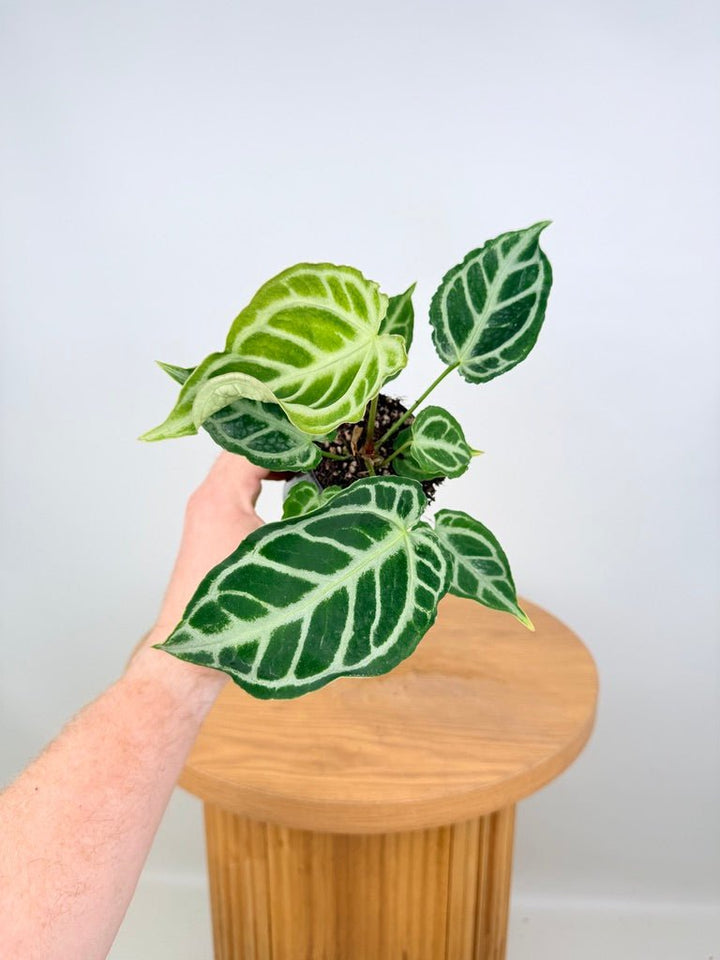 Anthurium Crystallinum X Hope | Uprooted