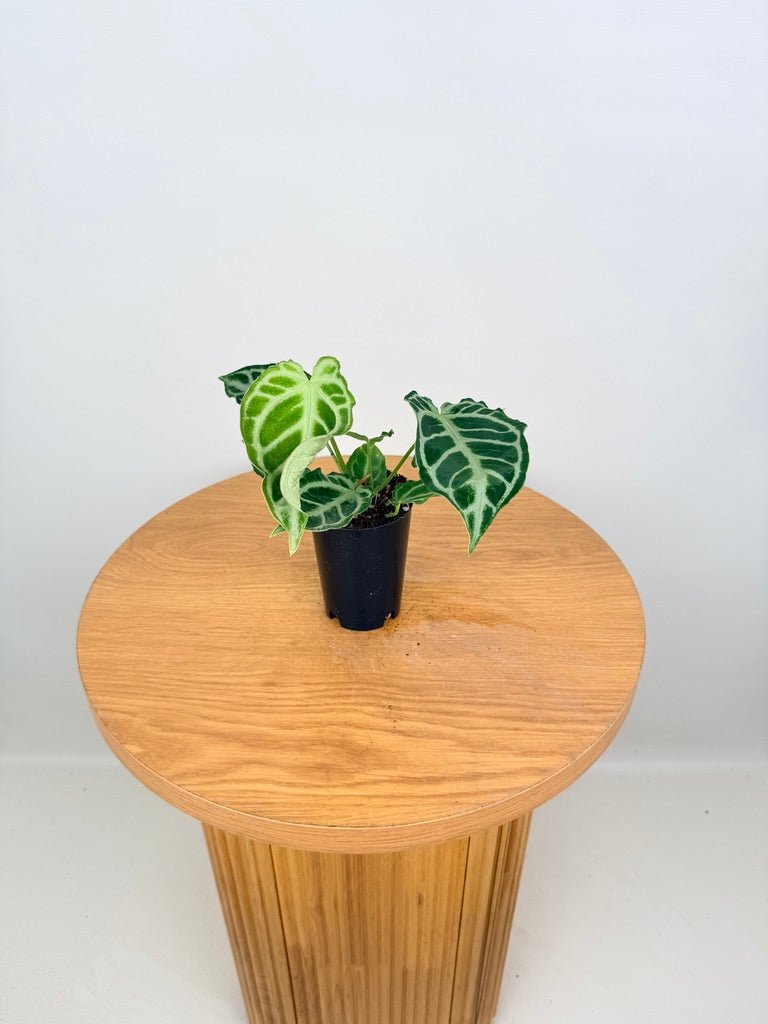 Anthurium Crystallinum X Hope | Uprooted