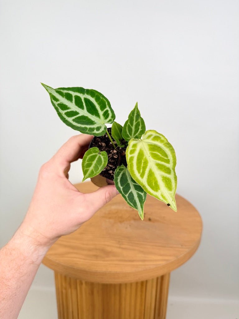 Anthurium Crystallinum X Hope | Uprooted