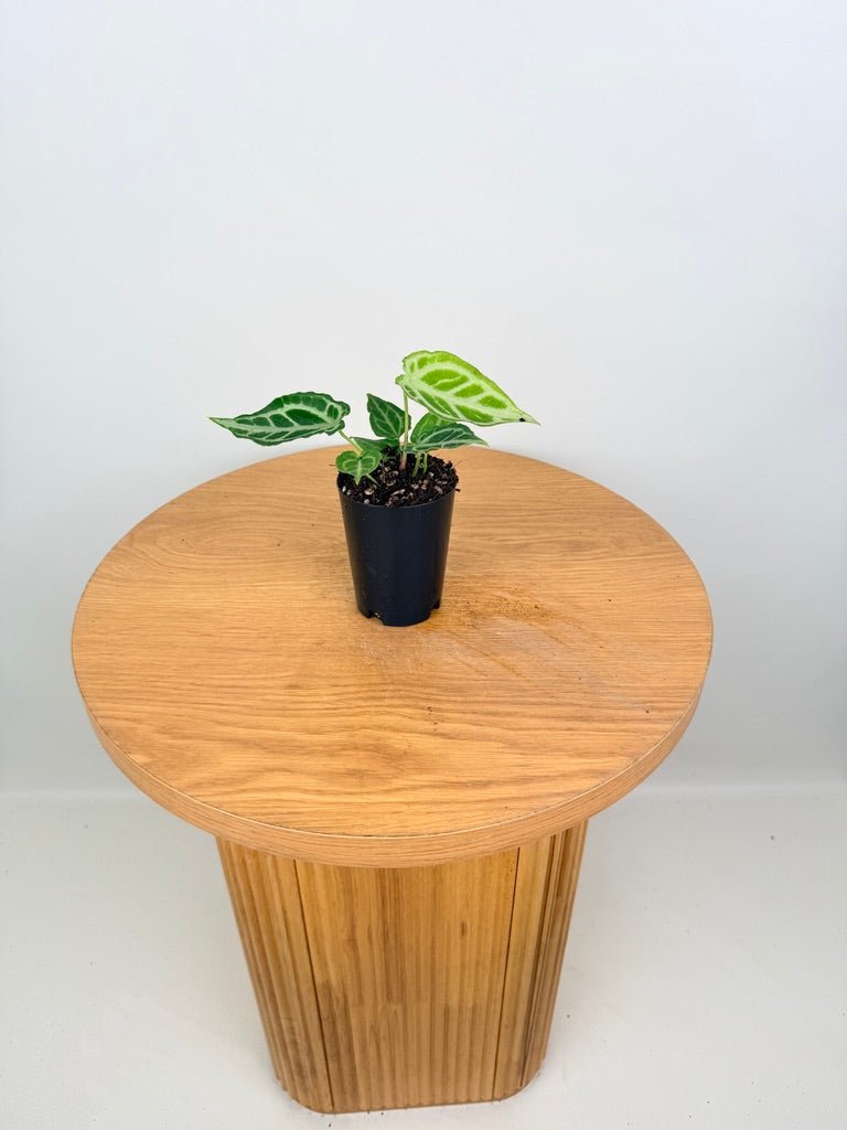 Anthurium Crystallinum X Hope | Uprooted