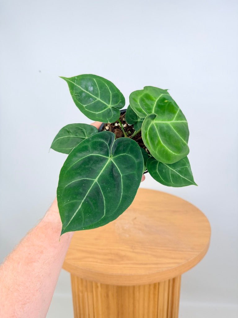 anthurium forgetii x crystallinum Anthurium Dark Forgetii x Crystallinum Silver Blush