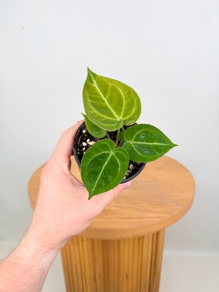 Anthurium Dark Forgetii x Crystallinum Silver Blush | Uprooted