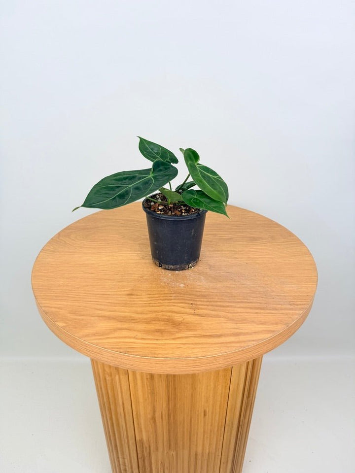 Anthurium Dark Forgetii x Crystallinum Silver Blush | Uprooted