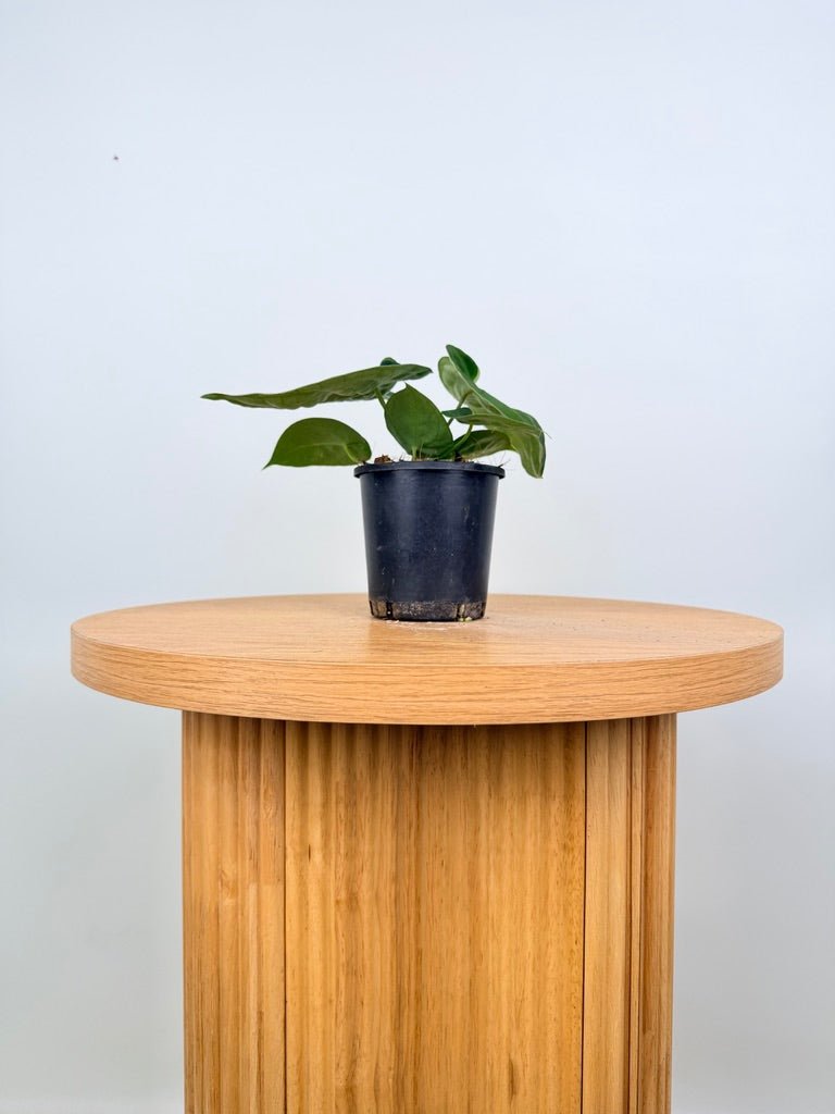 Anthurium Dark Forgetii x Crystallinum Silver Blush | Uprooted