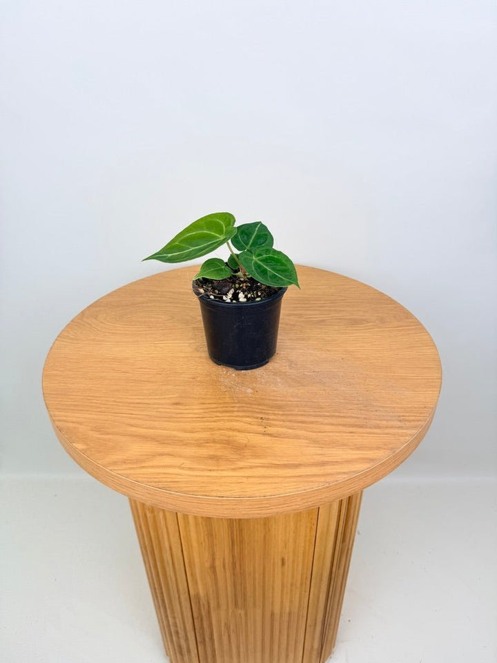 Anthurium Dark Forgetii x Crystallinum Silver Blush | Uprooted