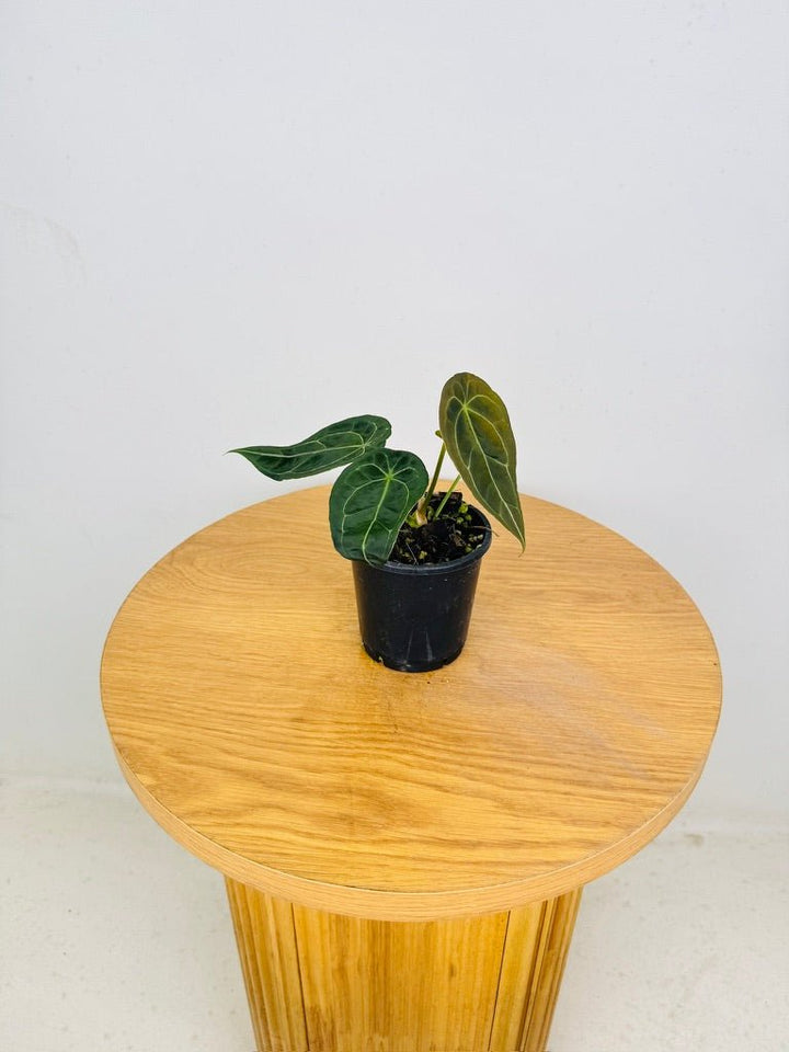 Anthurium Forgetii | Uprooted